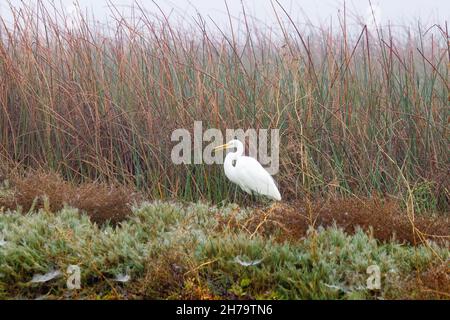 Super Egret dans le brouillard Banque D'Images
