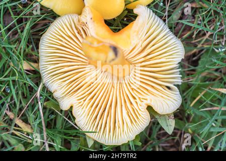 Champignon - chapeau de waxcap doré (Hygrocybe chlorophhana) Banque D'Images