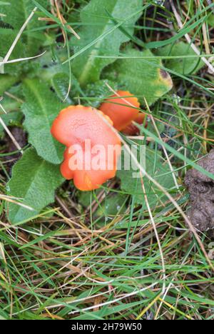 Champignon - Vermilion Waxcap (Hygrocybe miniata) Banque D'Images