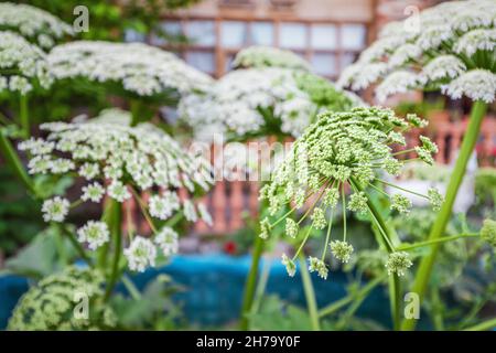 L'heracleum sosnowskyi ou Sosnowsky plante de l'herbe à herbe qui fleurit dans le jardin.C'est un ravageur très dangereux hautement invasif qui peut causer le bu de peau grave Banque D'Images