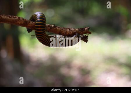 Le multipede de fauve (centipede) sur une branche mince d'arbre dans la forêt mexicaine Banque D'Images