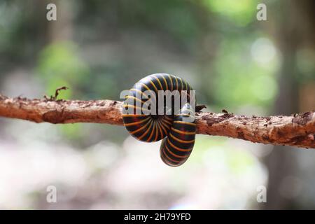 Le multipede de fauve (centipede) sur une branche mince d'arbre dans la forêt mexicaine Banque D'Images