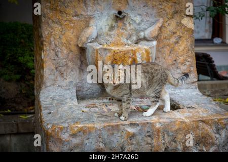 Chat gris bringé amusant.Chats sans abri dans les rues de Tbilissi. Banque D'Images