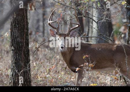 Cerf de Virginie, Odocoileus virginianus, buck Banque D'Images