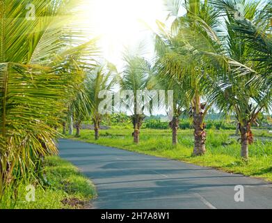 Route le long des palmiers des tropiques de la lumière du soleil à travers la forêt. Banque D'Images