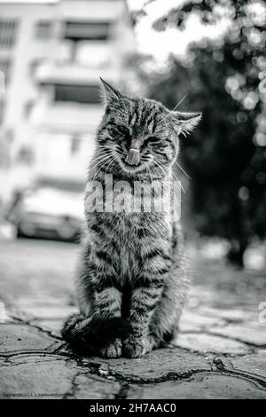 Un gros plan vertical échelle de gris d'un chat regardant avec sa langue dehors Banque D'Images