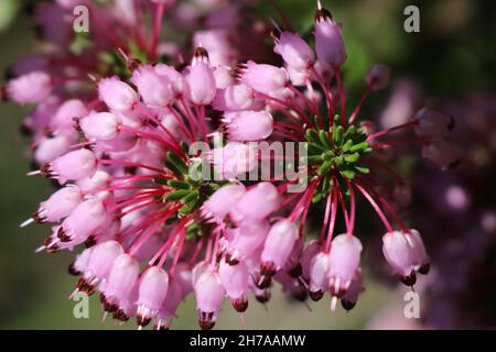 Gros plan de fleurs roses et violettes de bruyère Banque D'Images