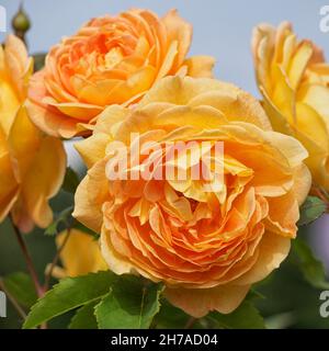 Gros plan de fleurs de l'arbuste anglais rose 'Port Sunlight' par David Austin Banque D'Images