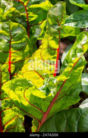 Feuilles de Chard suisse (Beta vulgaris) poussant dans un potager en été Banque D'Images