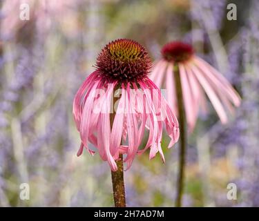 Gros plan des fleurs d'Echinacea pallida en été Banque D'Images
