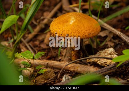 Goias, Brésil – 21 novembre 2021 : un champignon de couleur orange trouvé au sol d'un parc. Banque D'Images