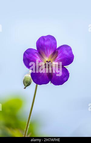 Gros plan de la fleur de Geranium Rozanne vivace isolée sur fond bleu Banque D'Images