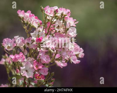 Gros plan des fleurs de Rose Rosa 'Ballerina' en été Banque D'Images