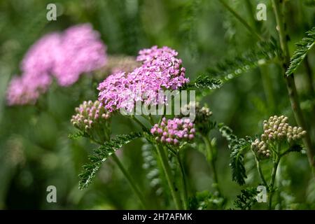 Gros plan sur les fleurs d'Achillea millefolium 'Cerise Queen' en été Banque D'Images