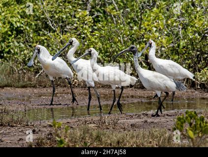 Troupeau de Royal Spoonbills, Platalea regia, barbotant à travers les vasières des terres humides côtières sur fond de mangroves en Australie Banque D'Images