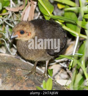 Petite et belle Scrub / Brush poussin de dinde, Cracticus torquatus, une mégamode australienne, avec des pieds et des griffes énormes, dans un jardin en Australie Banque D'Images