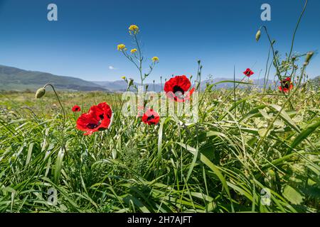 Coquelicots en fleurs dans un champ sauvage parmi diverses herbes.Ces fleurs contiennent des opiacés et sont souvent utilisées pour la production de stupéfiants Banque D'Images