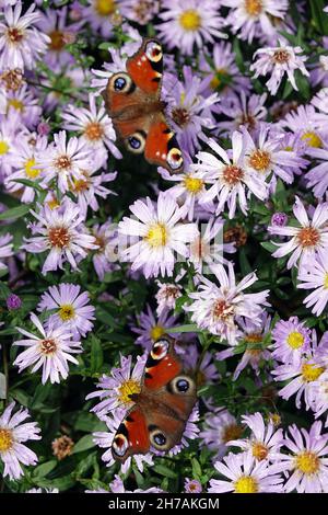 Honigbienen (APIs mellifera) und Tagpfauenaugen (Aglais io, Syn.: Inachis io, Nymphalis io) suchen Nektar auf lila Herbstuntern (Aster dumosus, Syn Sy Banque D'Images