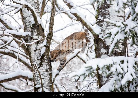 Bobcat (Felis rufus) sautant d'un arbre couvert de neige dans le Wisconsin, à l'horizontale Banque D'Images