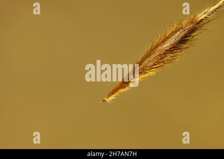 Vue isolée, super macro de la tête de semence d'herbe à l'effilée (Austrostipa), Australie méridionale Banque D'Images