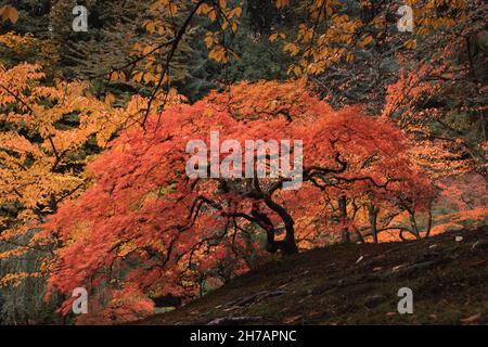 La couronne de l'ancien arbre en automne avec des couleurs vives dans le jardin de Portland Banque D'Images
