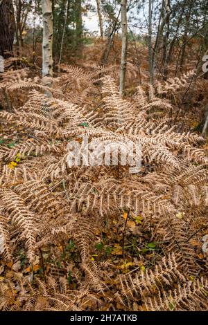 Fougères brunes et frondes saumâtres mourant de nouveau à la fin de l'automne au début de l'hiver dans les bois sur Smart's Heath Common.Woking, Surrey, sud-est de l'Angleterre Banque D'Images