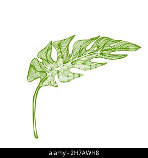 Feuille de monstère graphique.Belles plantes exotiques dessinées à la main.Illustration vectorielle Illustration de Vecteur