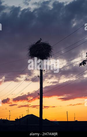 Une cigogne a construit un immense nid sur un poteau électrique dans le village.C'est un ancien signe populaire sur la reconstitution dans la famille et la naissance des enfants Banque D'Images