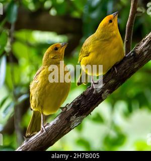 Canari atlantique, un petit oiseau sauvage brésilien. Le Crithagra flaviventris jaune canari est un petit oiseau de passereau de la famille finch. Banque D'Images