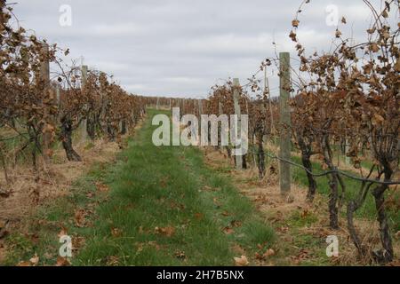 Lost Creek Vineyard-Missouri Wine Country Banque D'Images