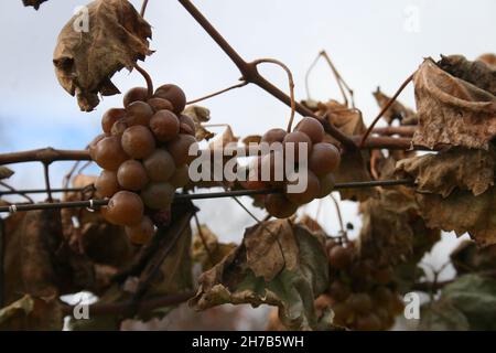 Lost Creek Vineyard-Missouri Wine Country Banque D'Images