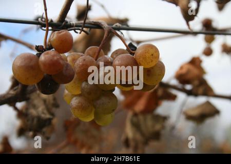 Lost Creek Vineyard-Missouri Wine Country Banque D'Images