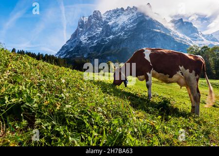 Bonne vache suisse balançant sa queue dans le plus beau pâturage du monde, situé sous l'Oberer Grindelwaldgletscher à Grindelwald, Suisse Banque D'Images