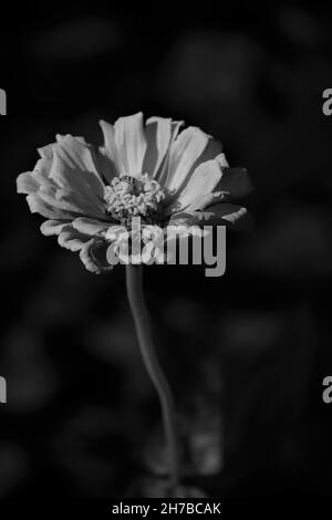 Niveaux de gris de fleurs de Zinnia en fleur dans le jardin Banque D'Images