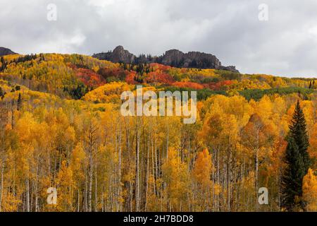 Couleurs d'automne près de Kebler Pass à l'ouest de Crested Butte, Colorado Banque D'Images