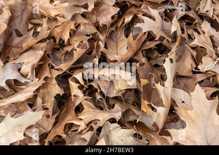 Fond sec de feuilles brunes tombées.Saison d'automne, nature dans la forêt.Mise au point sélective Banque D'Images