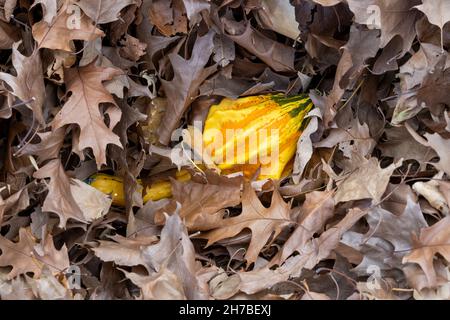 Petite citrouille décorative d'orange trouvée dans la grande pile de feuilles sèches Banque D'Images
