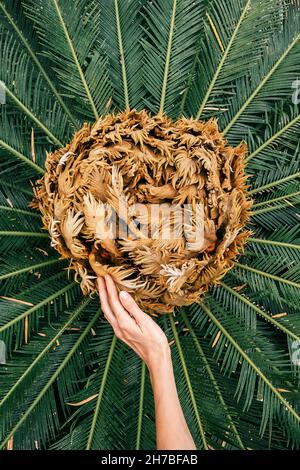 La main femelle touche doucement les nouvelles feuilles d'un palmier Banque D'Images