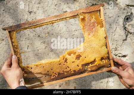 Peigne à miel d'abeille fraîche dans les mains du gardien de but en gros plan. Banque D'Images