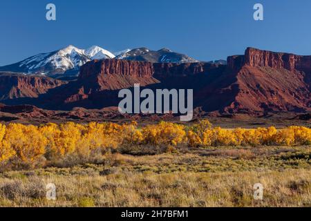 Le bois de coton de Fremont (Populus fremontii) dans la vallée du Professeur en automne, Parc national d'Arches, Utah Banque D'Images