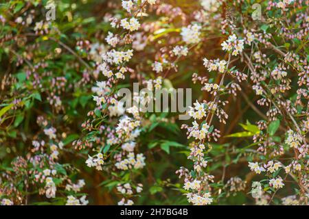 Floraison de l'arbuste Abéliophyllum distichum dans le jardin de printemps.Le concept du pollen et des allergies Banque D'Images