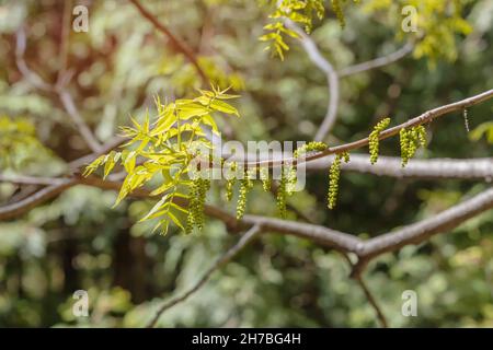 Un arbre ornemental populaire originaire de l'Amérique du Nord-noyer roc (Juglans rupestris) fleurit au début du printemps avec des chatons verts Banque D'Images