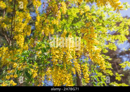 Peashbub sibérien ou Caragana arborescens est un arbuste semblable à un arbre qui fleurit au printemps avec de belles fleurs jaunes dans le jardin ou le parc Banque D'Images