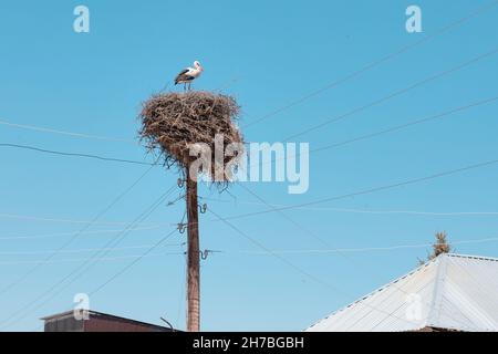 Une cigogne a construit un immense nid de brindilles sèches sur un poteau électrique dans le village.Elle a longtemps été un symbole de l'accouchement et de la reconstitution dans la famille Banque D'Images