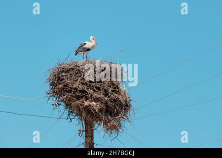 Une cigogne a construit un immense nid de brindilles sèches sur un poteau électrique dans le village.Elle a longtemps été un symbole de l'accouchement et de la reconstitution dans la famille Banque D'Images