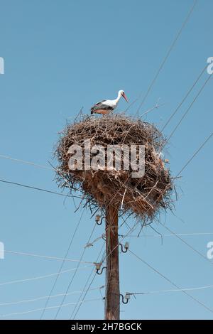 Une cigogne a construit un immense nid de brindilles sèches sur un poteau électrique dans le village.Elle a longtemps été un symbole de l'accouchement et de la reconstitution dans la famille Banque D'Images