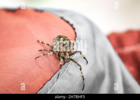 Gros plan d'une araignée croisée (Araneus diadematus) assise sur des textiles. Banque D'Images