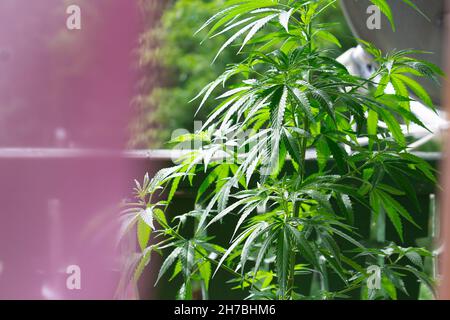 Plante de cannabis et de marihuana sur le balcon.Plante illégale. Banque D'Images
