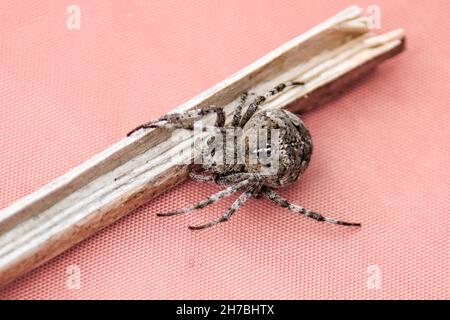 Gros plan d'une araignée croisée (Araneus diadematus) assise sur des textiles. Banque D'Images