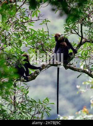 Le singe langur Nilgiri court et saute sur un arbre dans son habitat naturel dans une forêt dense et verte. Ce primate a une fourrure noire brillante et une longue queue. Banque D'Images